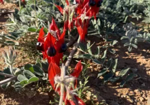 Sturt Desert Peas 110626