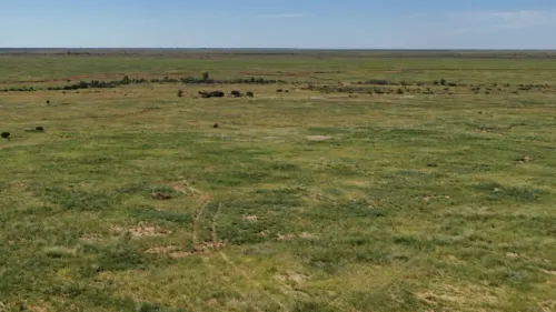 Aerial view of the rehabilitated Beverley Central South wellfield covered in native vegetation